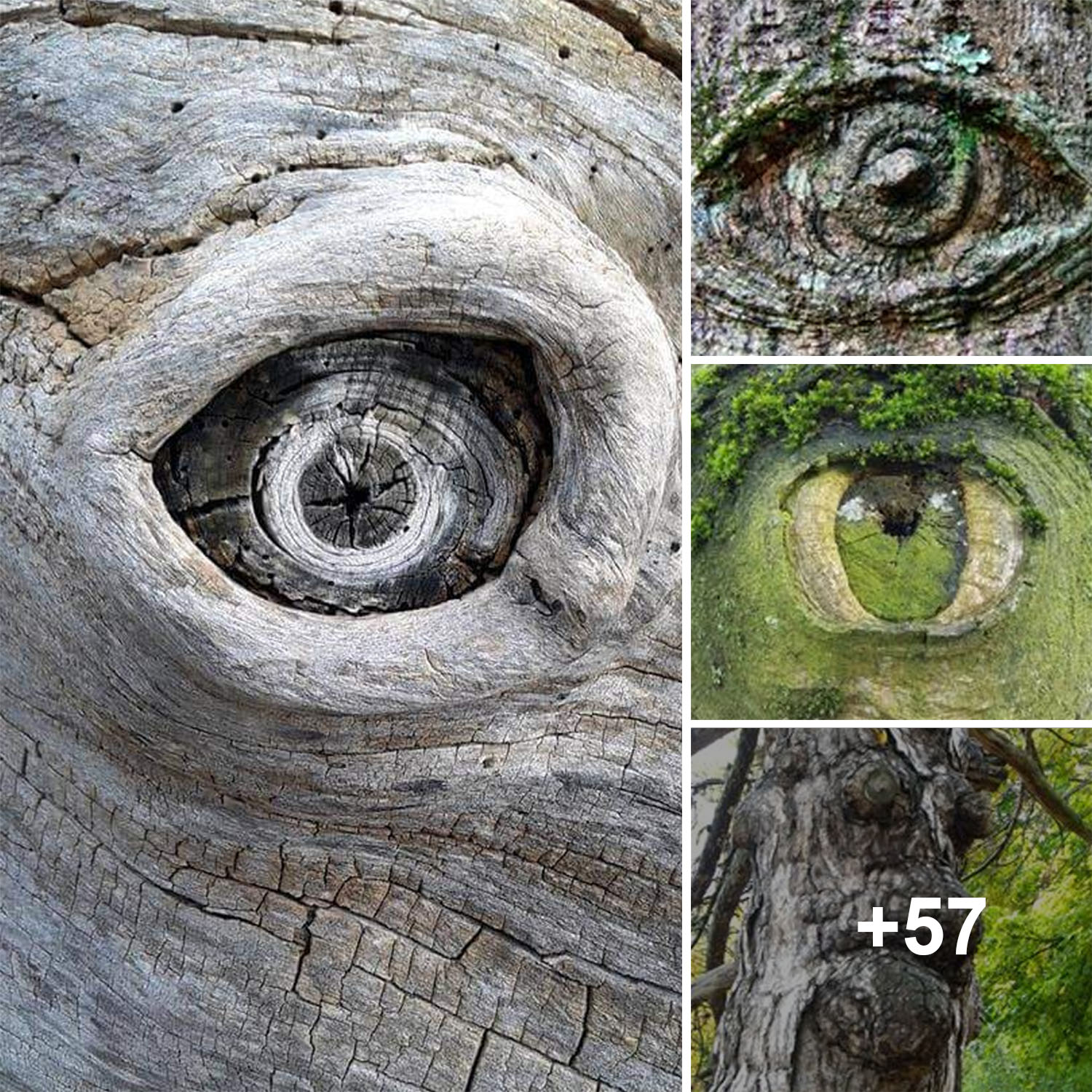 Unveiling Nature's Majesty: Towering Ancient Trees with Regal Eyes, a 