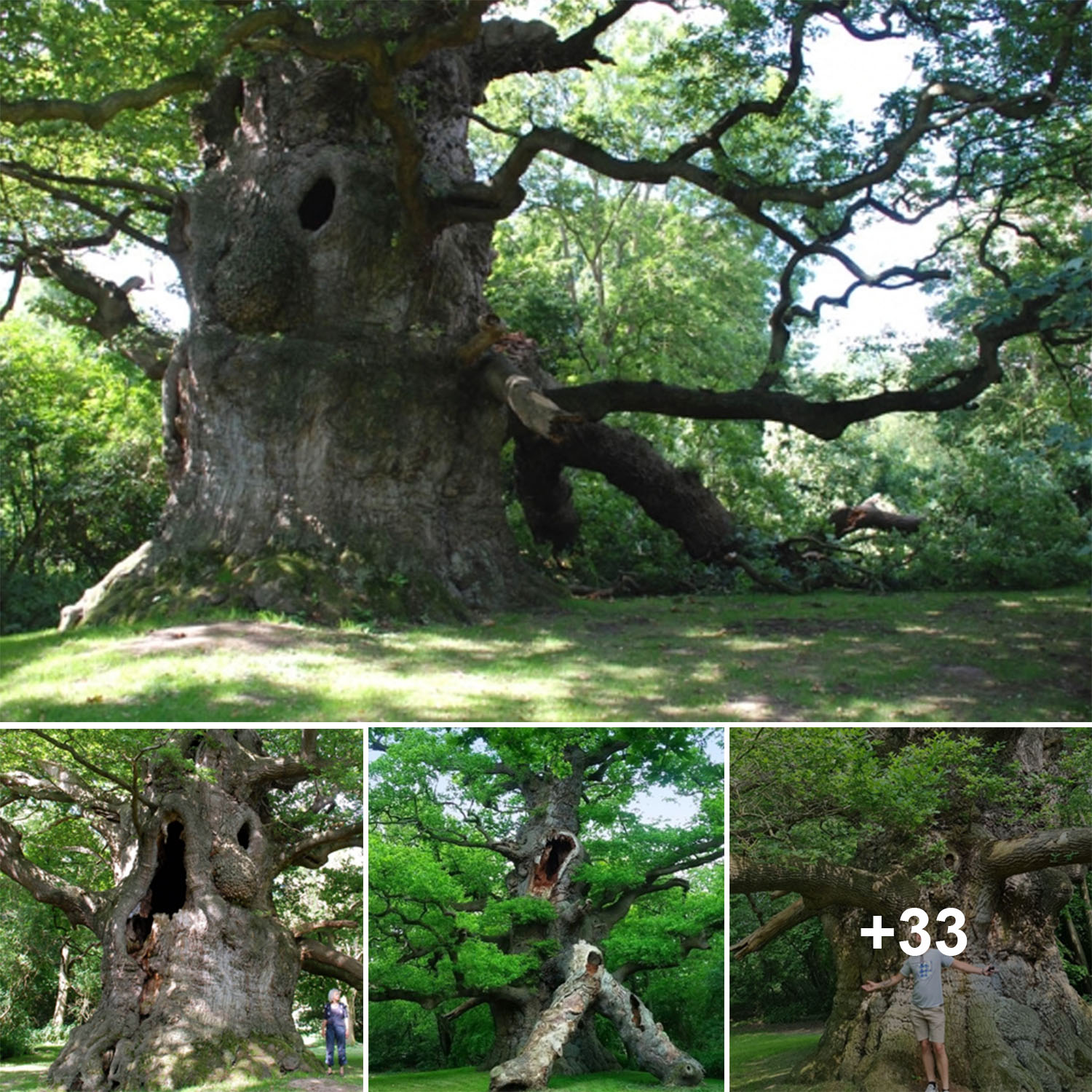 The Oldest Trees That Have Stood the Test of Time