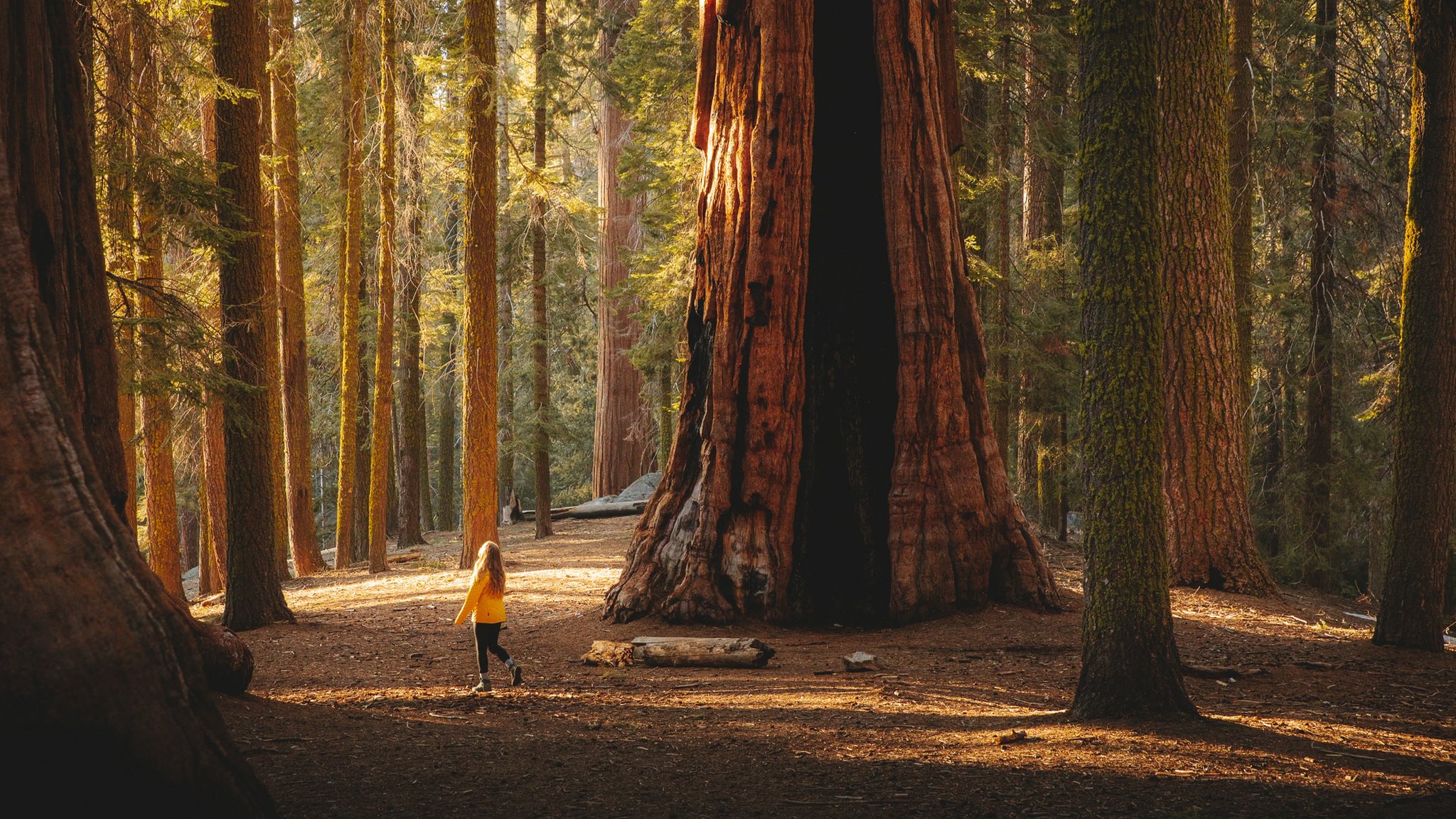 Exploring Sequoia National Park Unveiling The Marvels Of The Land Of Giants 10 Fascinating 5705